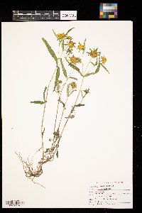 Bidens cernua image