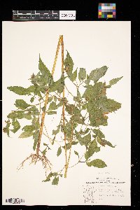 Bidens frondosa image