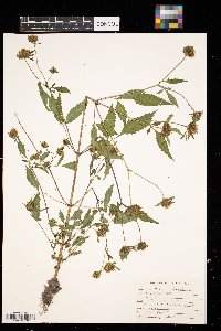 Bidens frondosa image