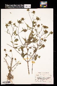 Bidens frondosa image