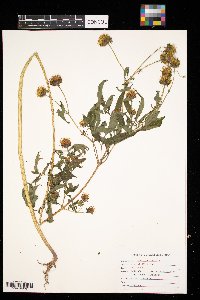 Bidens frondosa image