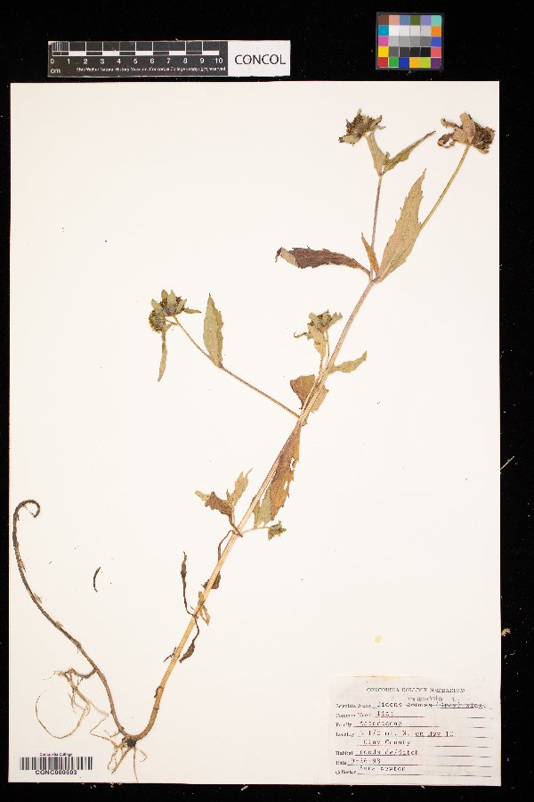 Bidens tripartita image