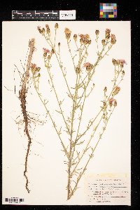 Centaurea stoebe image
