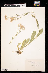 Thumbnail image of current specimen