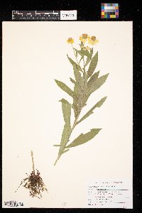 Helenium autumnale image