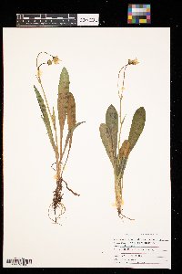 thumbnail image of current specimen