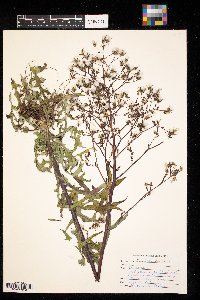 Lactuca canadensis image