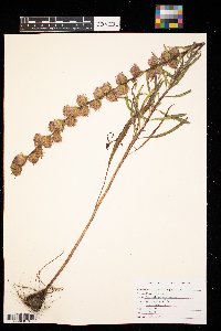 Liatris aspera image
