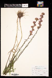 Liatris aspera image