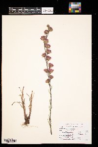 Liatris aspera image