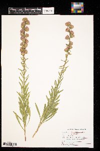 Liatris aspera image