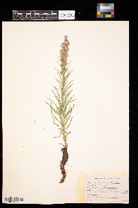 Liatris punctata image