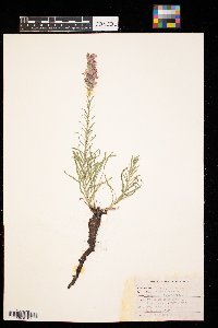 Liatris punctata image