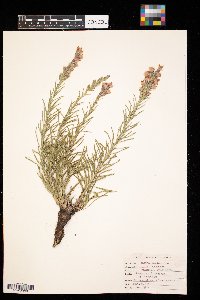 Liatris punctata image