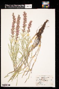 Liatris punctata image