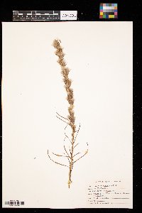 Liatris punctata image