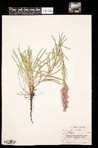 Liatris punctata image