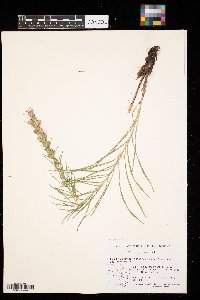 Liatris punctata image