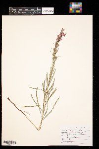Liatris punctata image