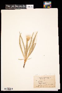 Nothocalais cuspidata image