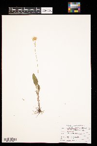 Packera paupercula image