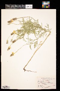 Ratibida columnifera image