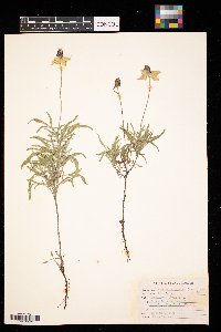 Ratibida columnifera image