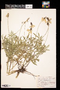 Ratibida columnifera image