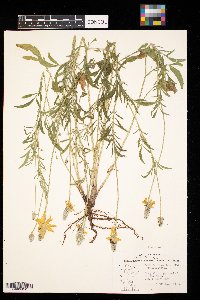 Ratibida columnifera image