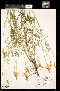 Ratibida columnifera image