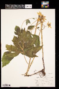 Rudbeckia laciniata image