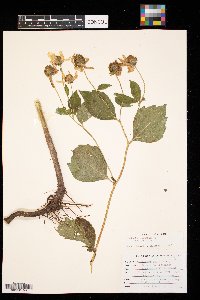 Rudbeckia laciniata image