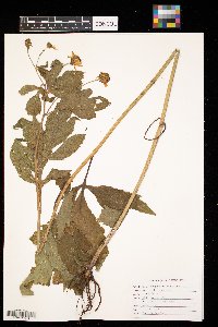 Rudbeckia laciniata image
