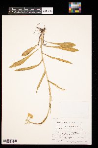 Senecio integerrimus image