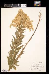 Solidago altissima image
