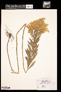 Solidago altissima image