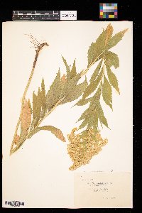 Solidago canadensis image
