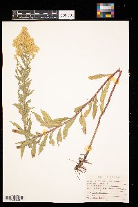 Thumbnail image of current specimen