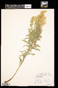 Thumbnail image of current specimen