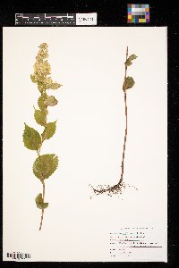 Solidago flexicaulis image