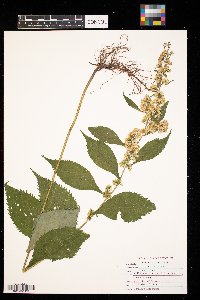Solidago flexicaulis image