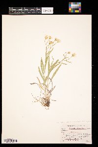 Solidago ptarmicoides image