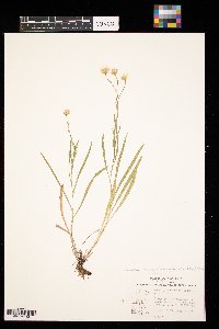 Solidago ptarmicoides image