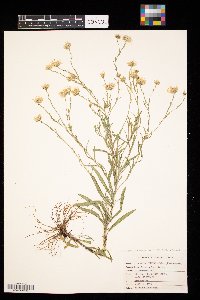 Solidago ptarmicoides image