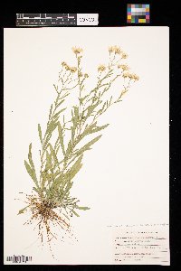 Solidago ptarmicoides image
