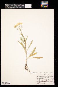 Solidago ptarmicoides image