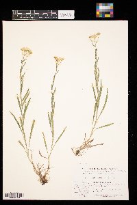 Solidago ptarmicoides image