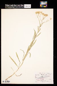 Solidago ptarmicoides image