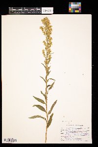 Solidago puberula image
