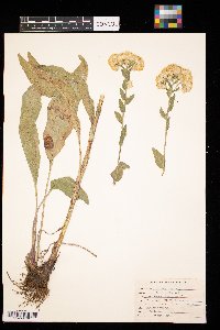 Solidago rigida image